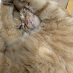 univ_1733838961的头像电脑DIY圈-电脑DIY,一个分享电脑DIY硬件,电脑软件,软件素材资源,各类教程的博客-鑫屿翔网络电脑DIY圈